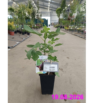 Ficus 'Francesca' RP 1,6 L